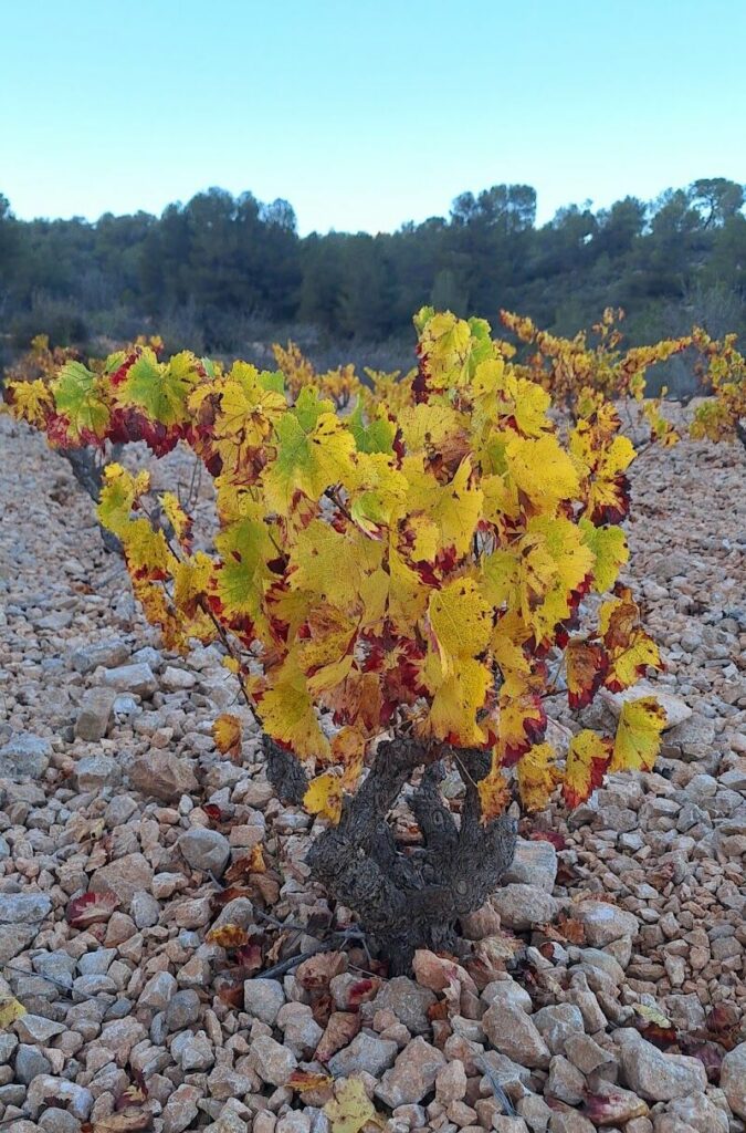 Imagen de Paraje Finca la Hoya. Bodega, Viñedo