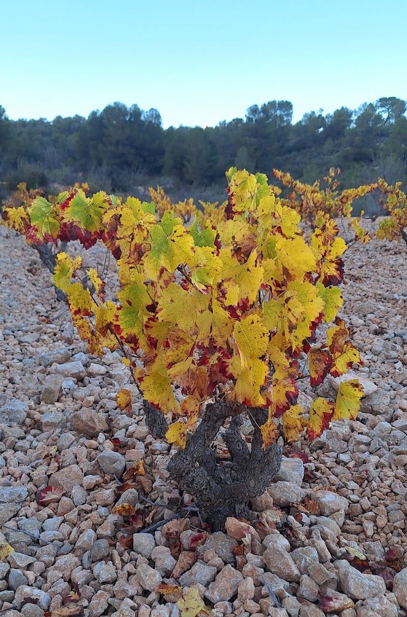 Imagen de negocio en Bodega en Provincia de Murcia
