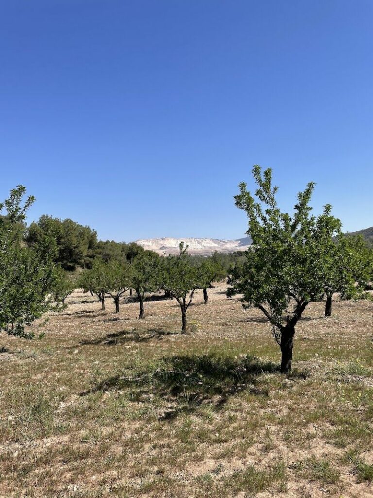 Imagen de Paraje Finca la Hoya. Bodega, Viñedo