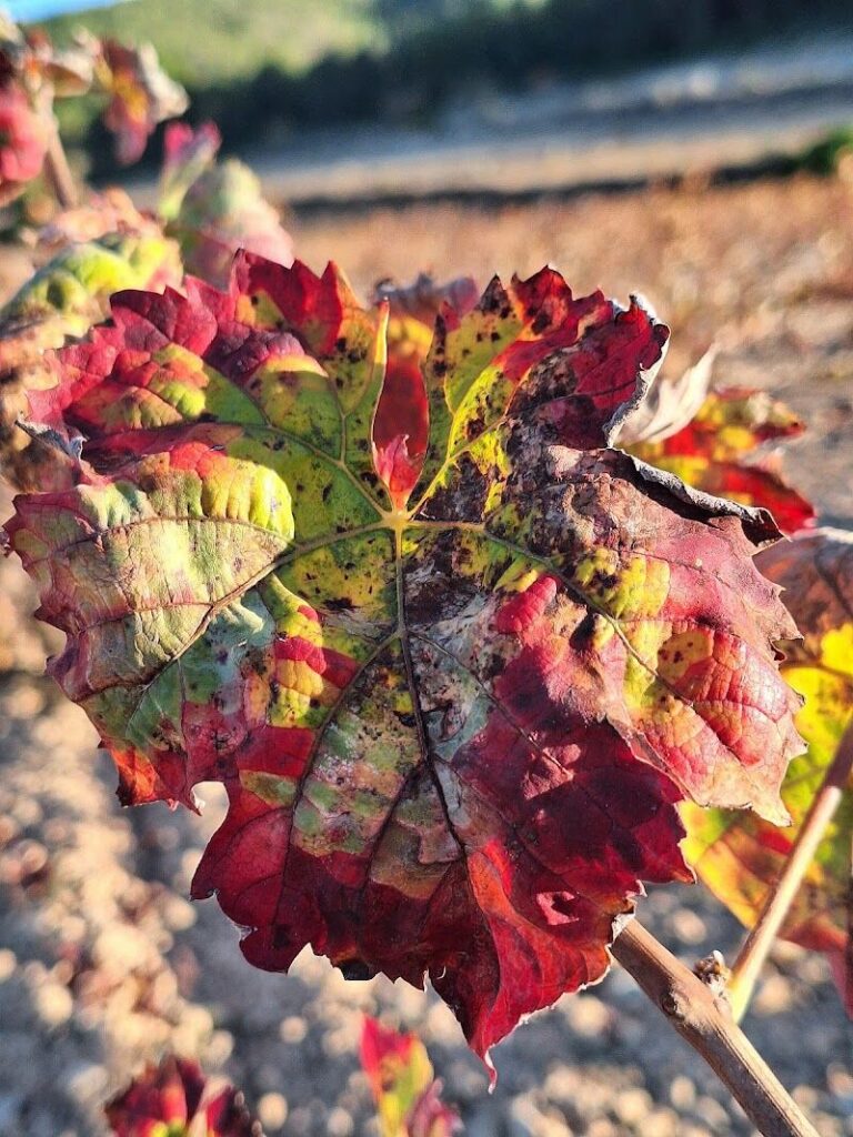 Imagen de Paraje Finca la Hoya. Bodega, Viñedo