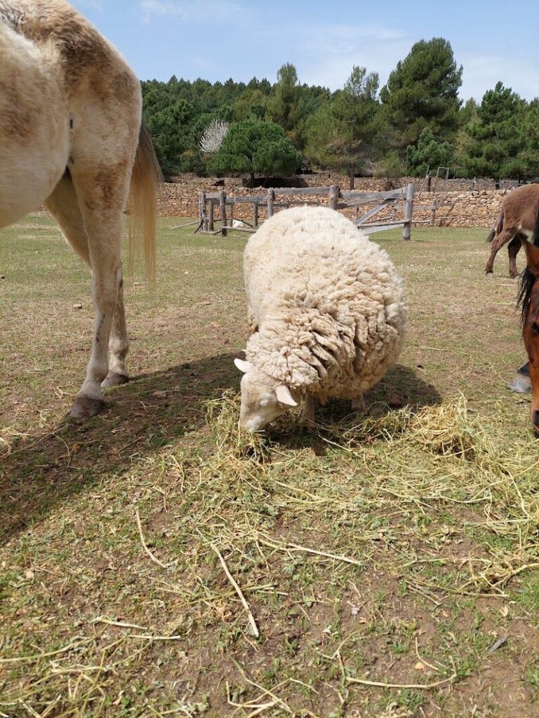 Imagen de Alojamiento Rural Mas de Madalena