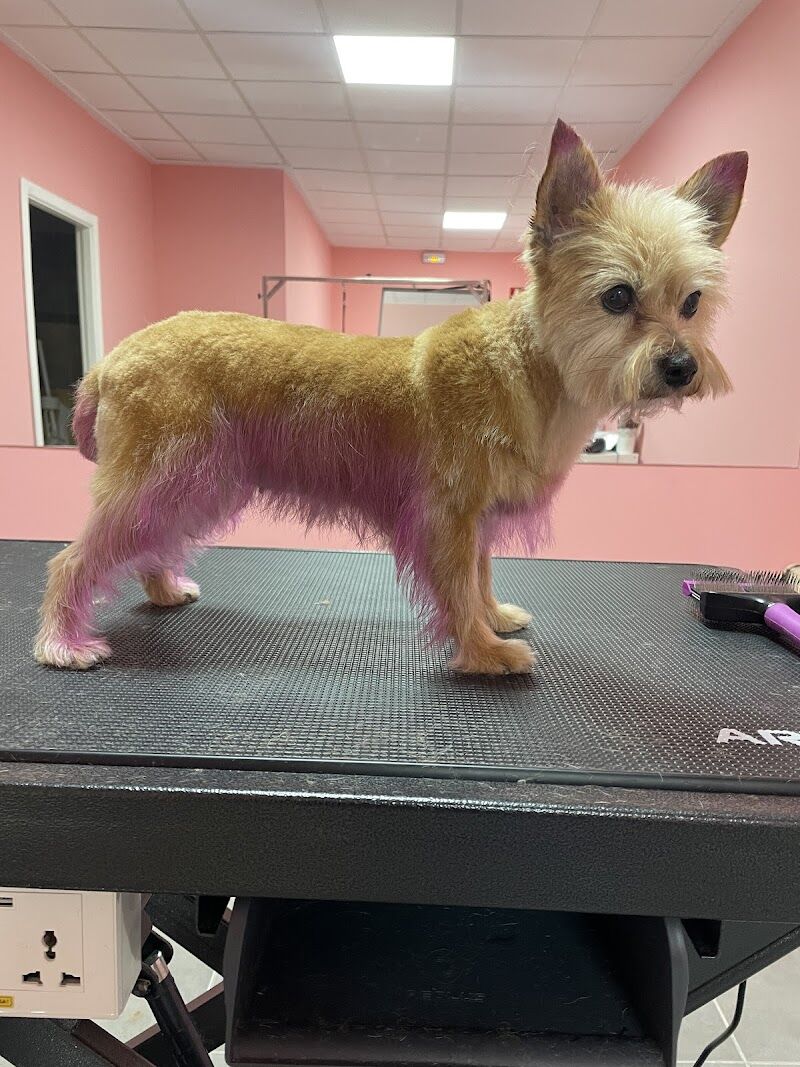 Imagen de negocio en Peluquería canina y felina en Provincia de Castellón