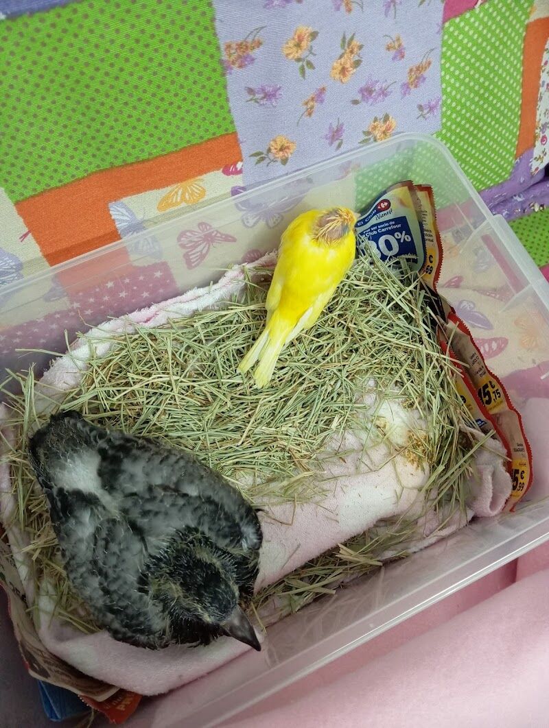 Imagen de negocio en Adopción en Provincia de Castellón