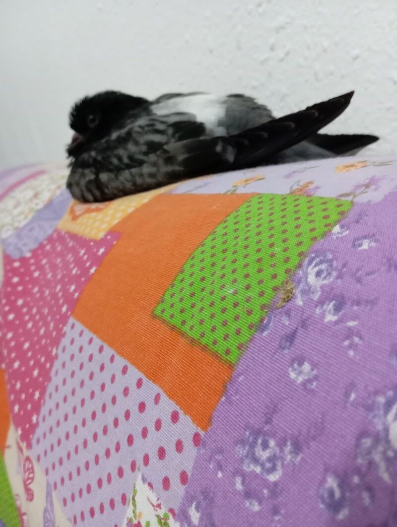 Imagen de negocio en Adopción en Provincia de Castellón