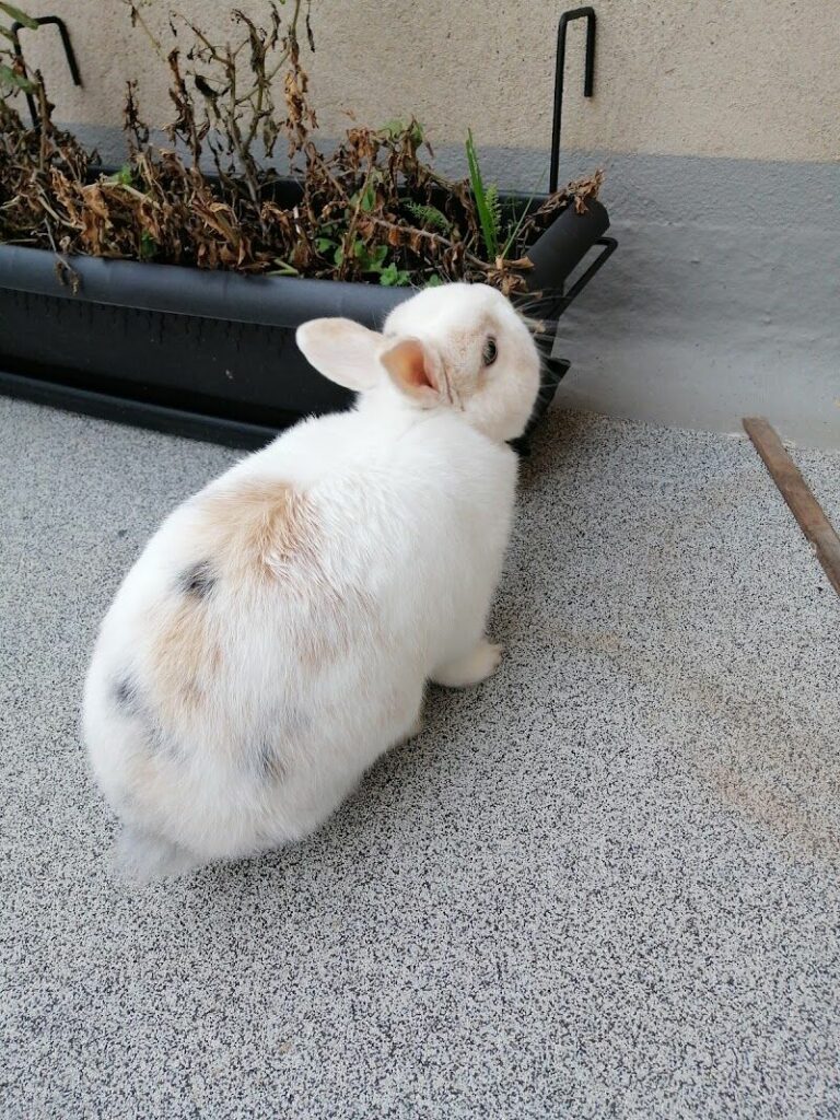 Imagen de Ainielle Centro Veterinario
