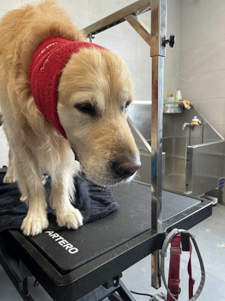 Imagen de Ainielle Centro Veterinario