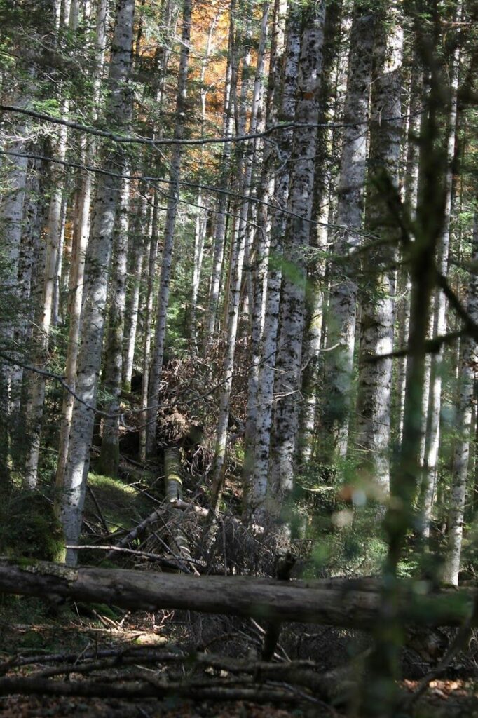 Imagen de Ecotienda Herboristeria Dietética Salud y Vida