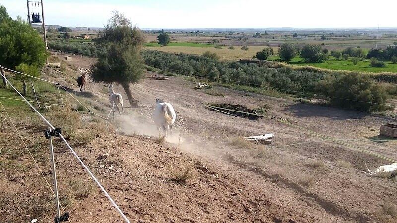 Imagen de negocio en Protectora de animales en Provincia de Zaragoza