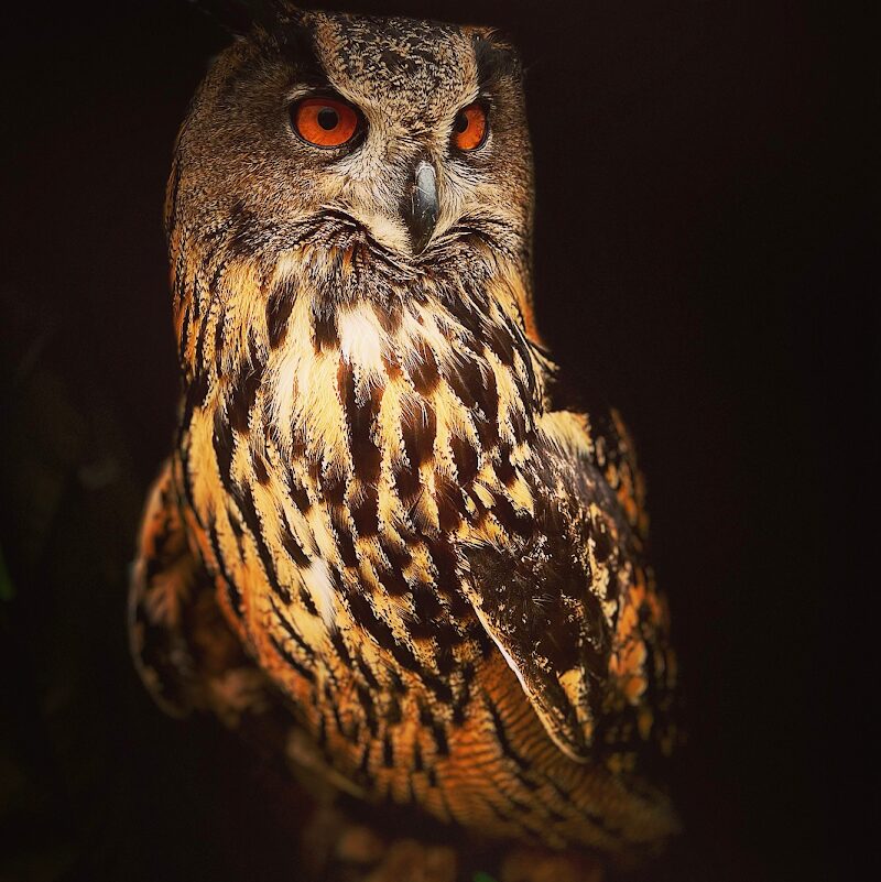 Imagen de Zoológico Iris