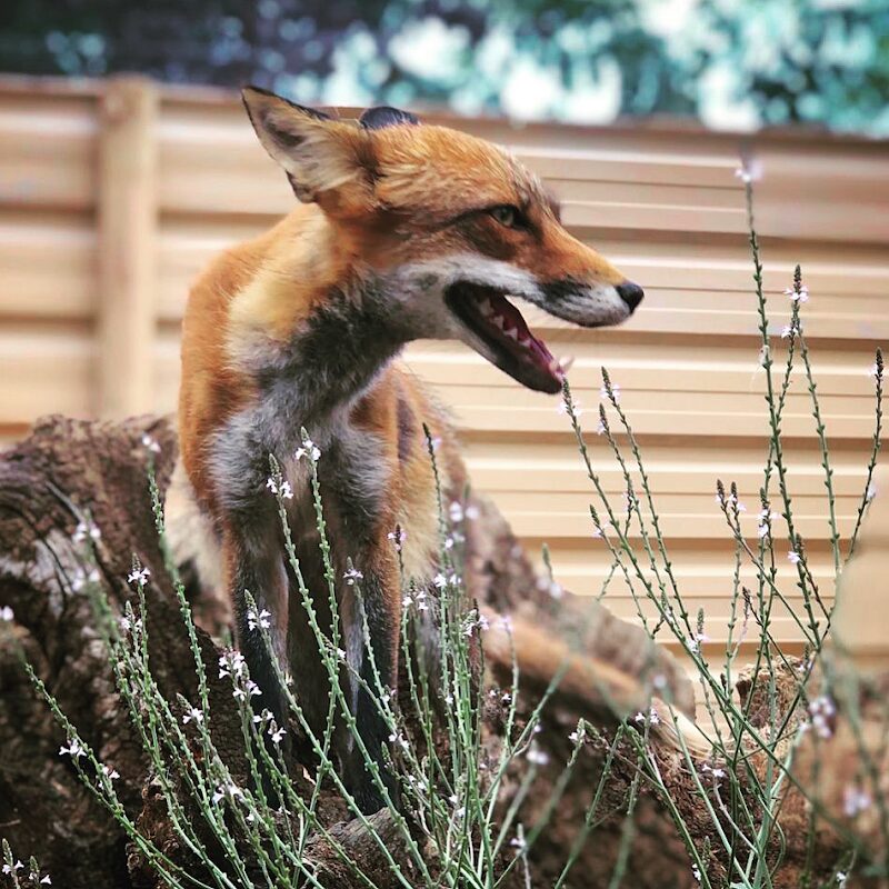 Imagen de Zoológico Iris