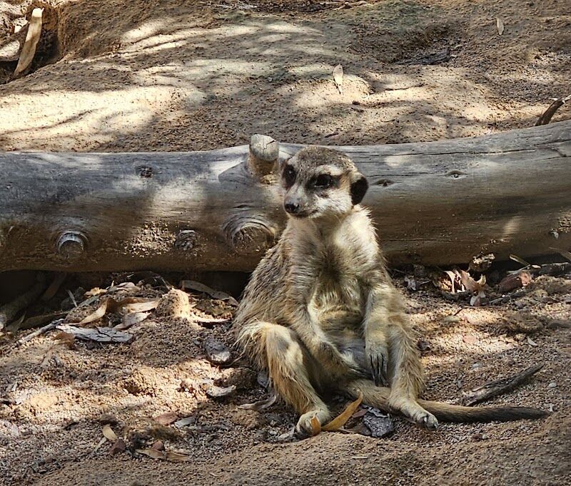 Imagen de Zoológico Iris