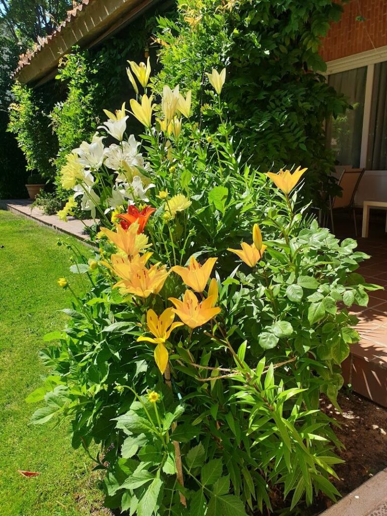 Imagen de Jardinería Nuevo Amanecer