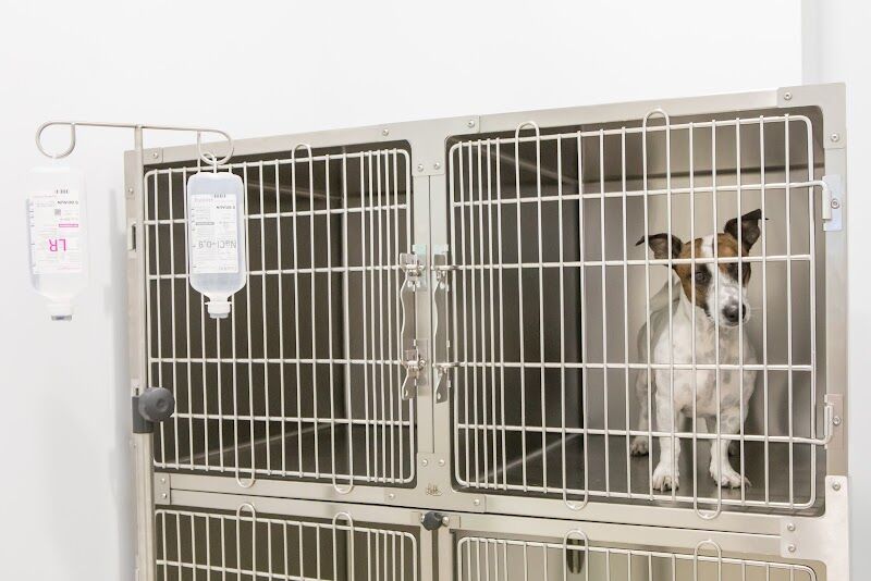 Imagen de ️ Clínica Veterinaria Puerta del Sur | Veterinaria en Móstoles