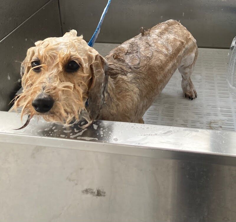 Imagen de negocio en Baño y spa para mascotas en Provincia de Málaga