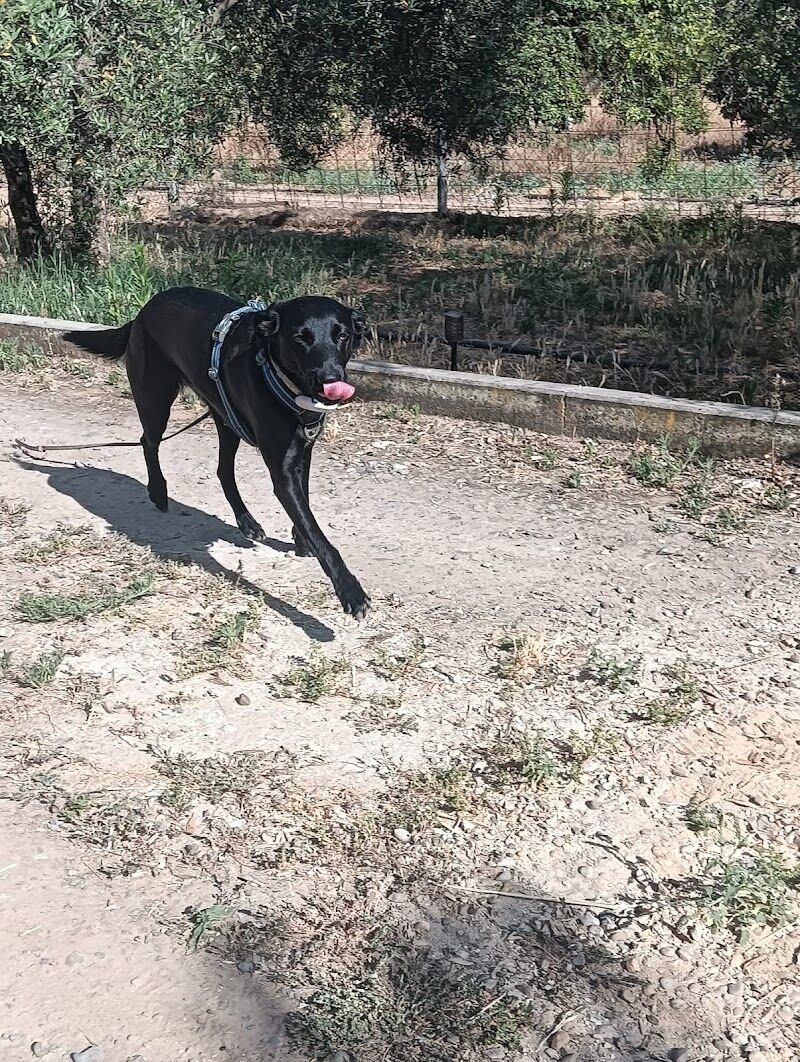Imagen de negocio en Guardería para mascotas en Provincia de Sevilla