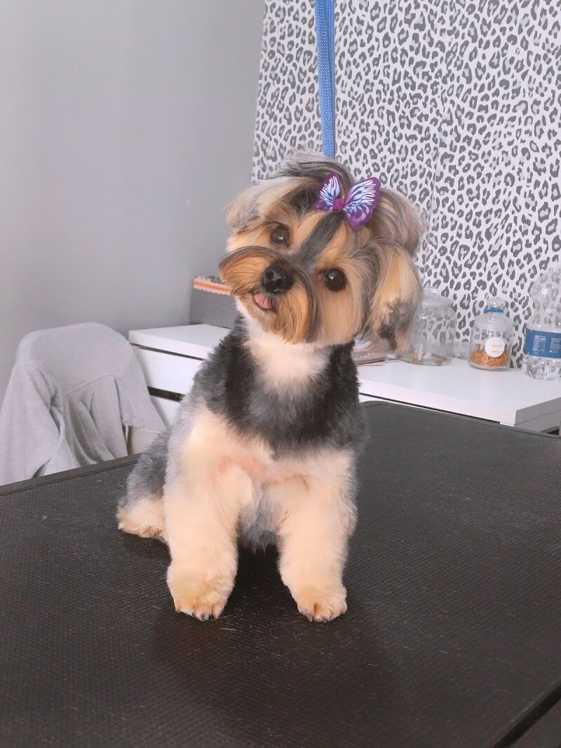 Imagen de negocio en Baño y spa para mascotas en Huelva