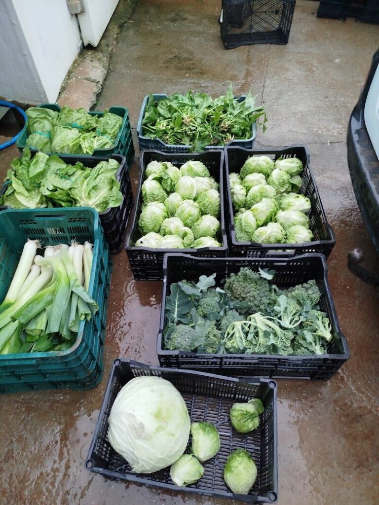 Imagen de Alimentación Paola