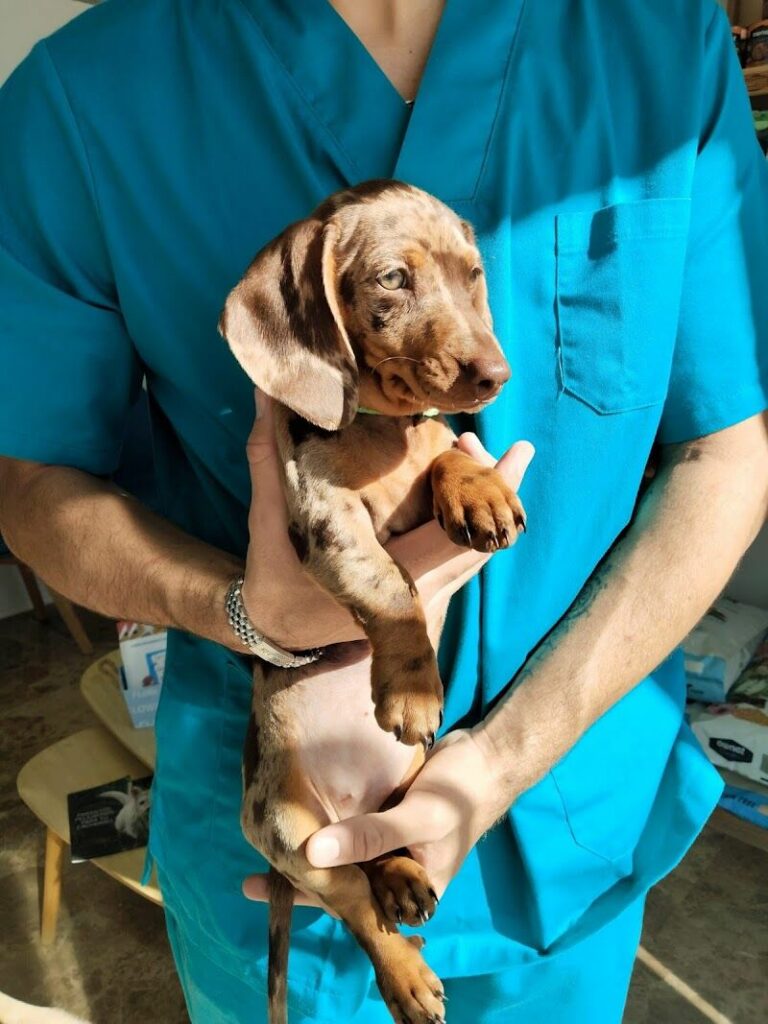 Imagen de Cv Dogtormiau