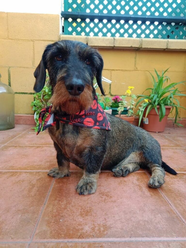 Imagen de Cv Dogtormiau