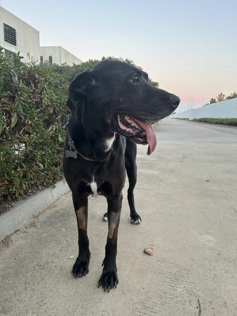 Imagen de Cv Dogtormiau