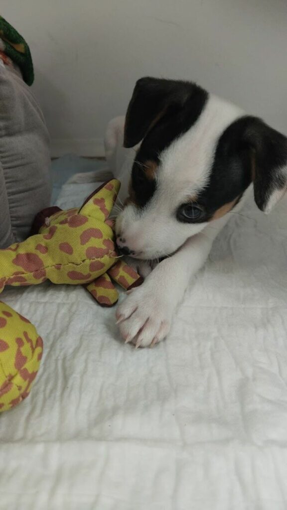 Imagen de Cv Dogtormiau