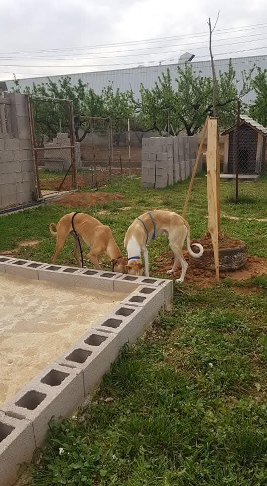 Imagen de Residencia Ana de Perros y Gatos