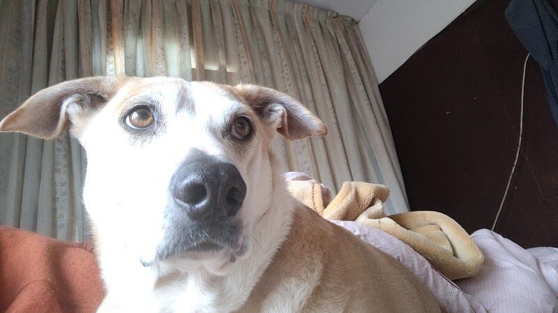 Imagen de Residencia Ana de Perros y Gatos