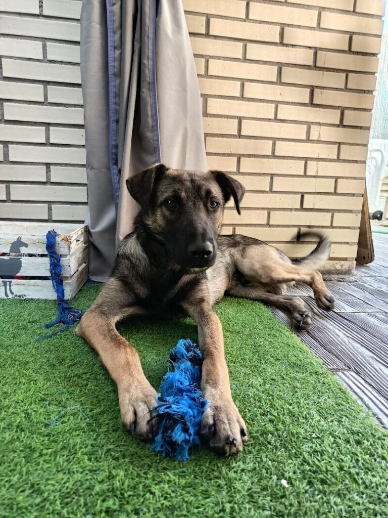 Imagen de Residencia Ana de Perros y Gatos