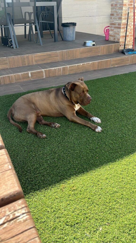 Imagen de Residencia Ana de Perros y Gatos