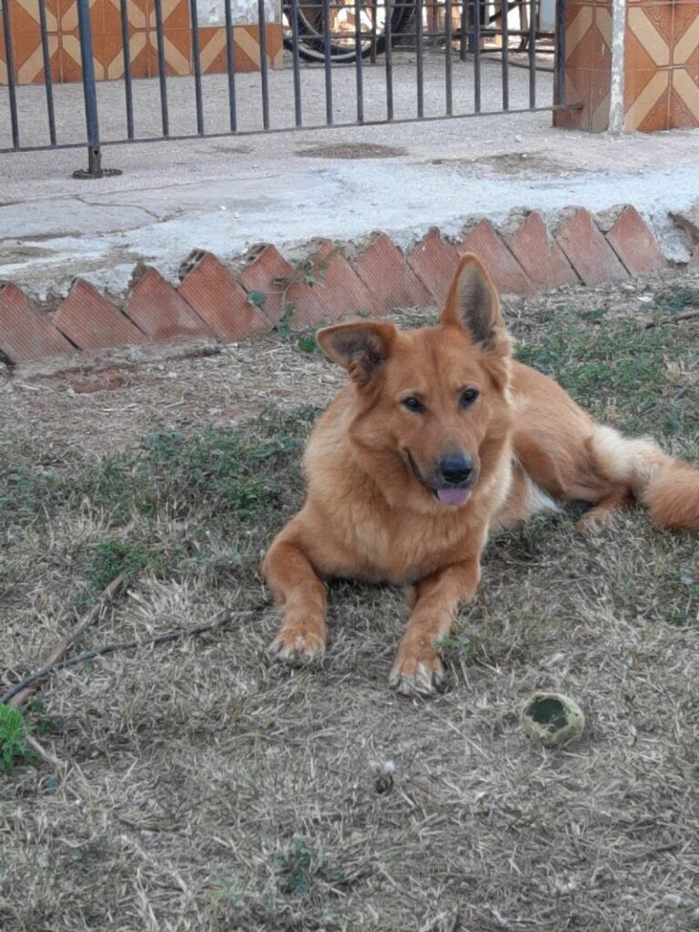 Imagen de Residencia Ana de Perros y Gatos