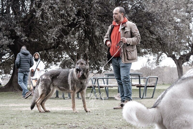 Imagen de Educación Canina Alfredo Rubira