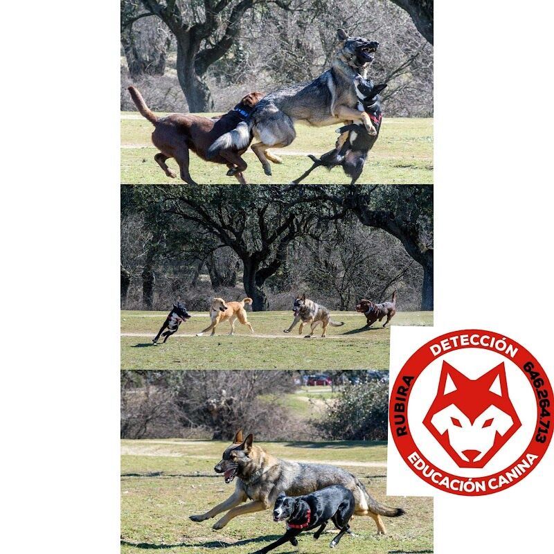 Imagen de Educación Canina Alfredo Rubira