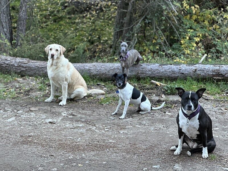 Imagen de Educación Canina Alfredo Rubira