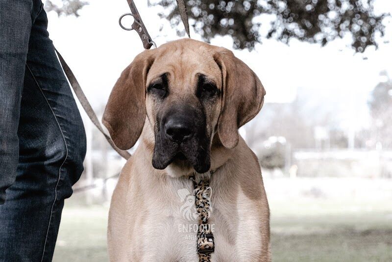 Imagen de Educación Canina Alfredo Rubira
