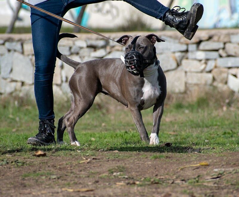 Imagen de Educación Canina Alfredo Rubira