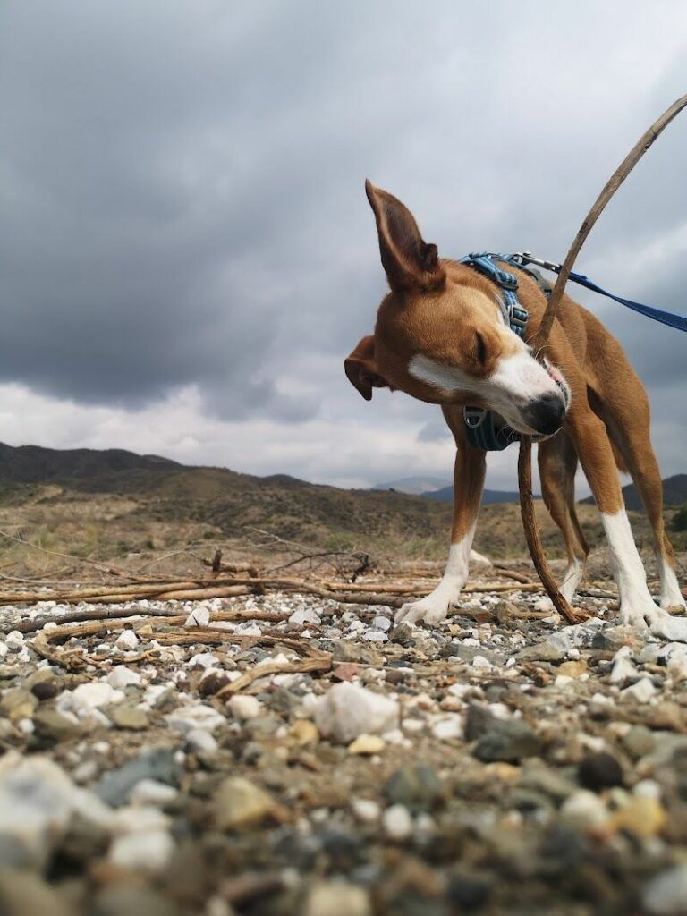 Imagen de Mumbie Bienestar y Educación Canina Amable
