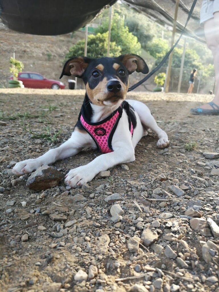 Imagen de Mumbie Bienestar y Educación Canina Amable