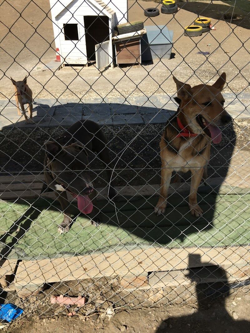 Imagen de negocio en Adopción en Provincia de Málaga