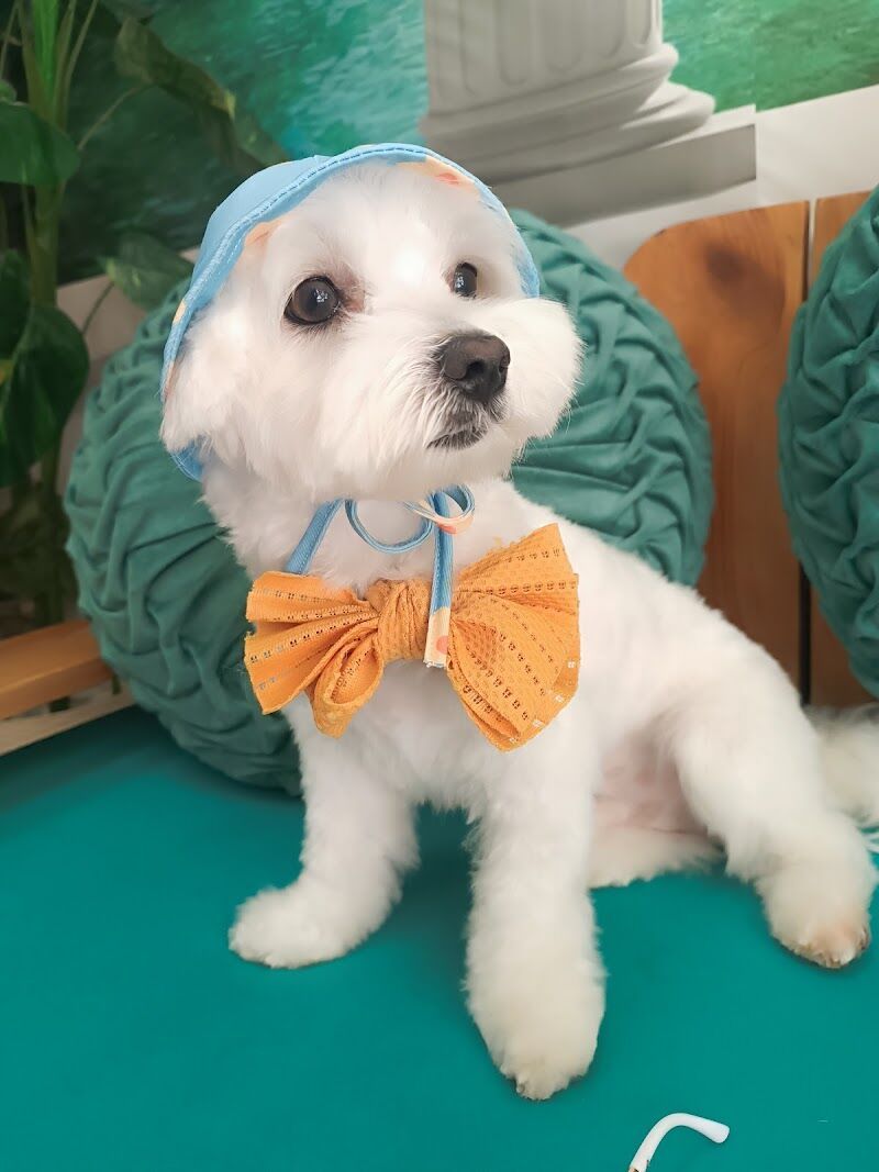 Imagen de negocio en Peluquería canina y felina en Malaga