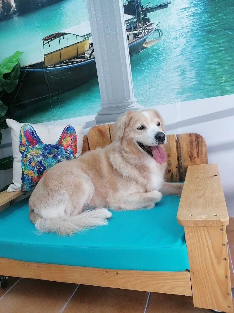 Imagen de negocio en Peluquería canina y felina en Malaga