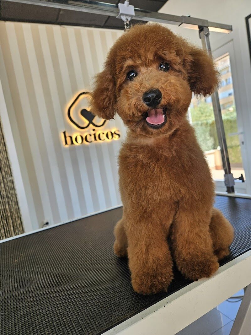 Imagen de negocio en Baño y spa para mascotas en Aragón