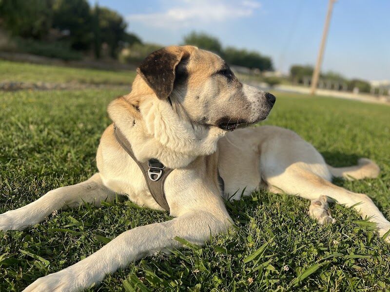 Imagen de negocio en Guardería para mascotas en Gurrea de Gállego