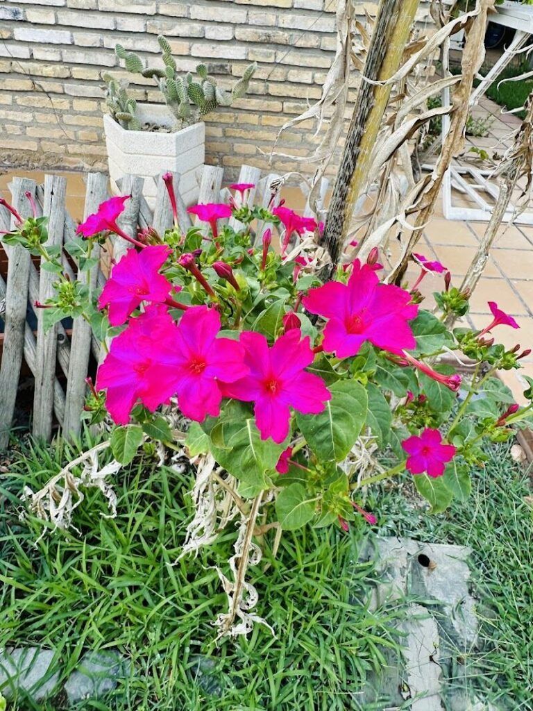 Imagen de Jardinería León