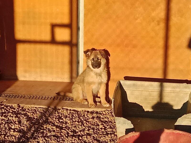 Imagen de Mi Compañero Peludo