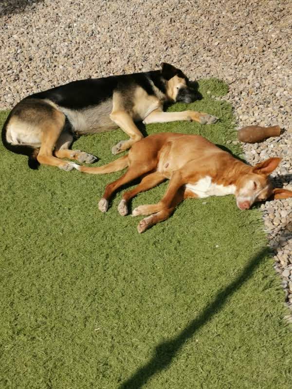 Imagen de Mi Compañero Peludo