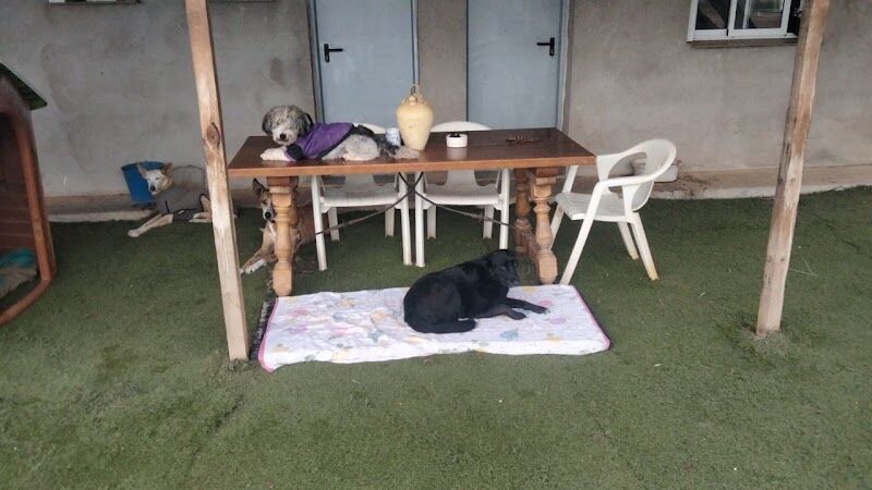 Imagen de Mi Compañero Peludo