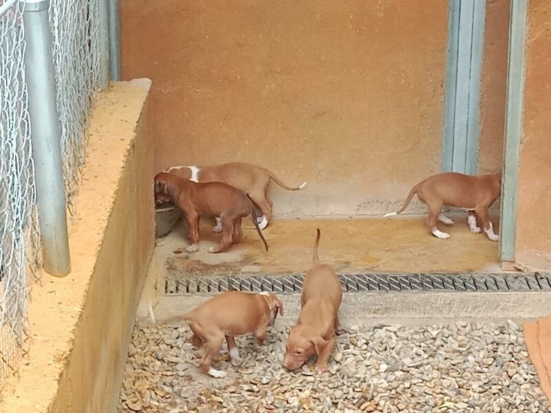 Imagen de Mi Compañero Peludo