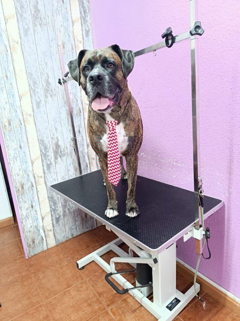 Imagen de Lindogs & Cats