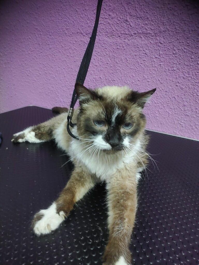 Imagen de Lindogs & Cats