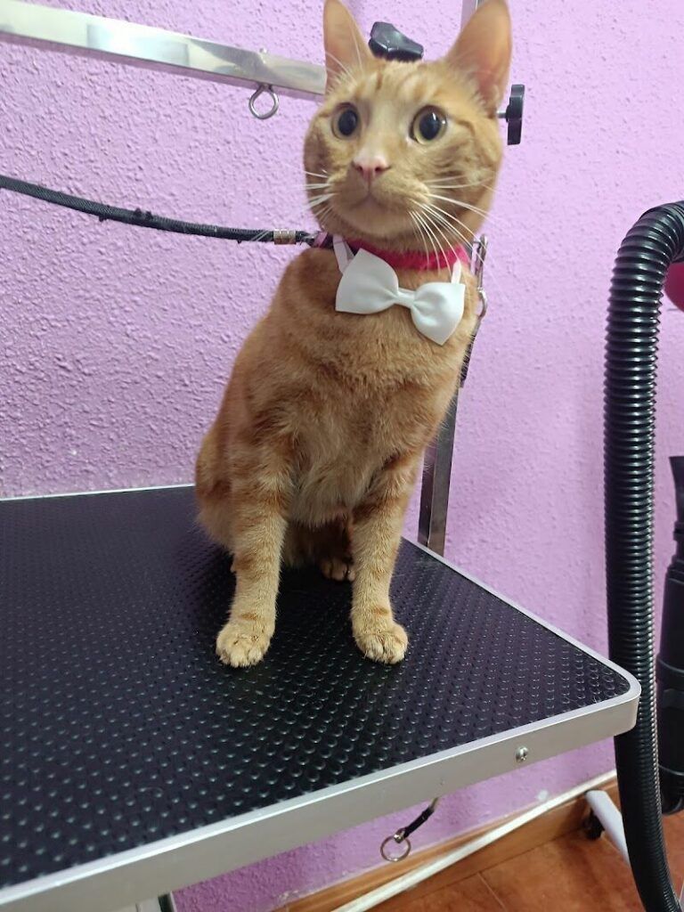 Imagen de Lindogs & Cats